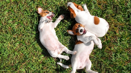 Tipos de perros: ¿Cómo elegir un cachorro?