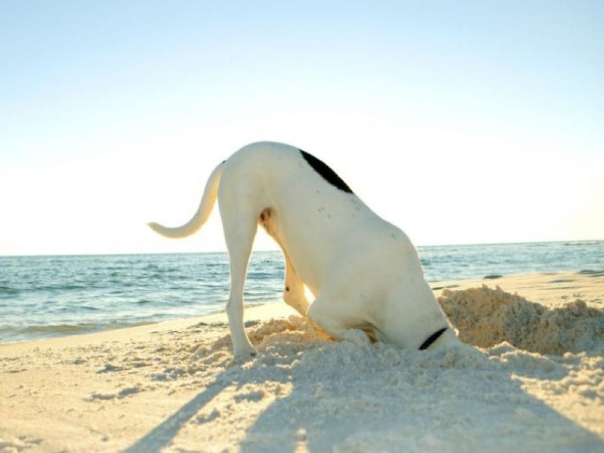 Empírico Punto muerto Acostado Playas para perros - Lista actualizada 2022 - Tiendanimal