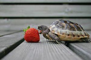 Qué comen las tortugas de tierra