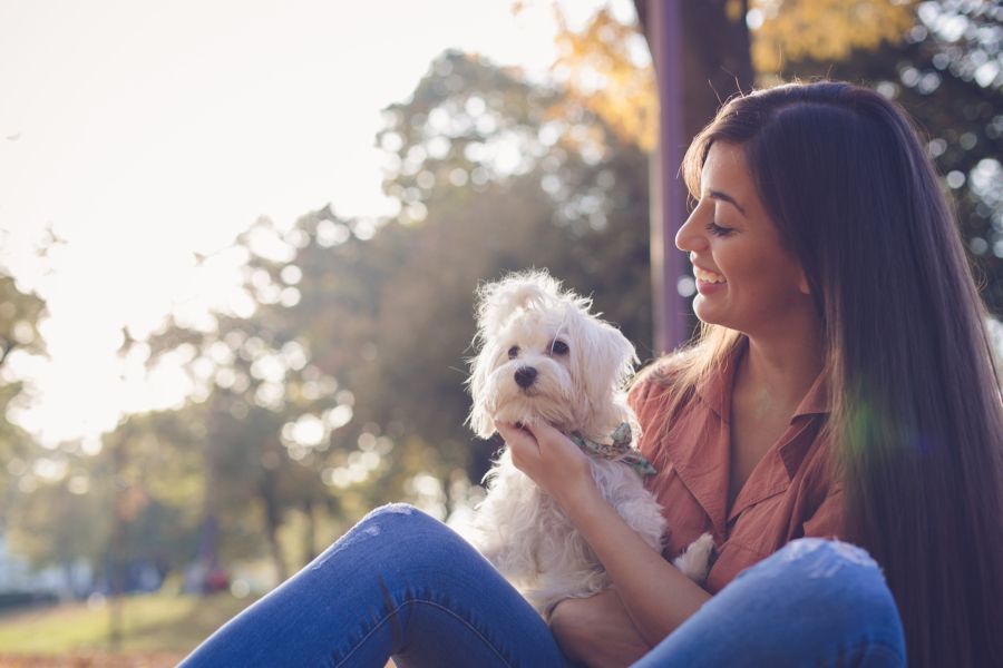 Qué come un bichón maltés: dieta y mejores piensos