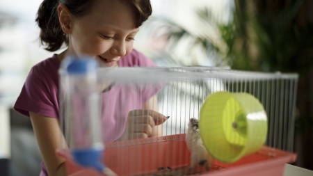 ¿Cómo cuidar a un hámster?