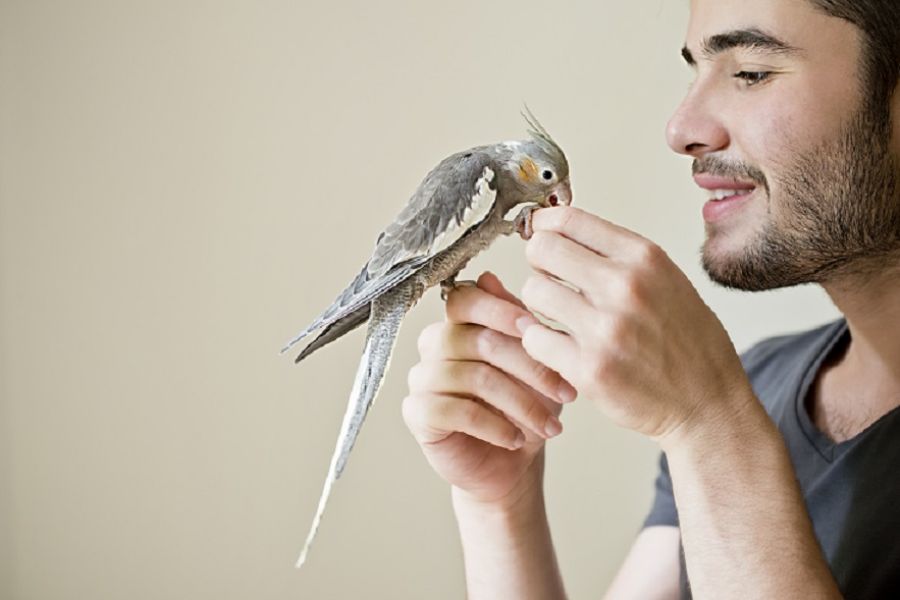 enfermedades de los pajaros