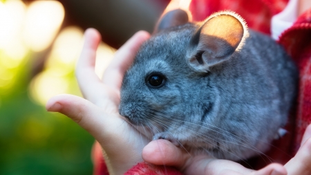 ¿Cuánto vive una chinchilla?