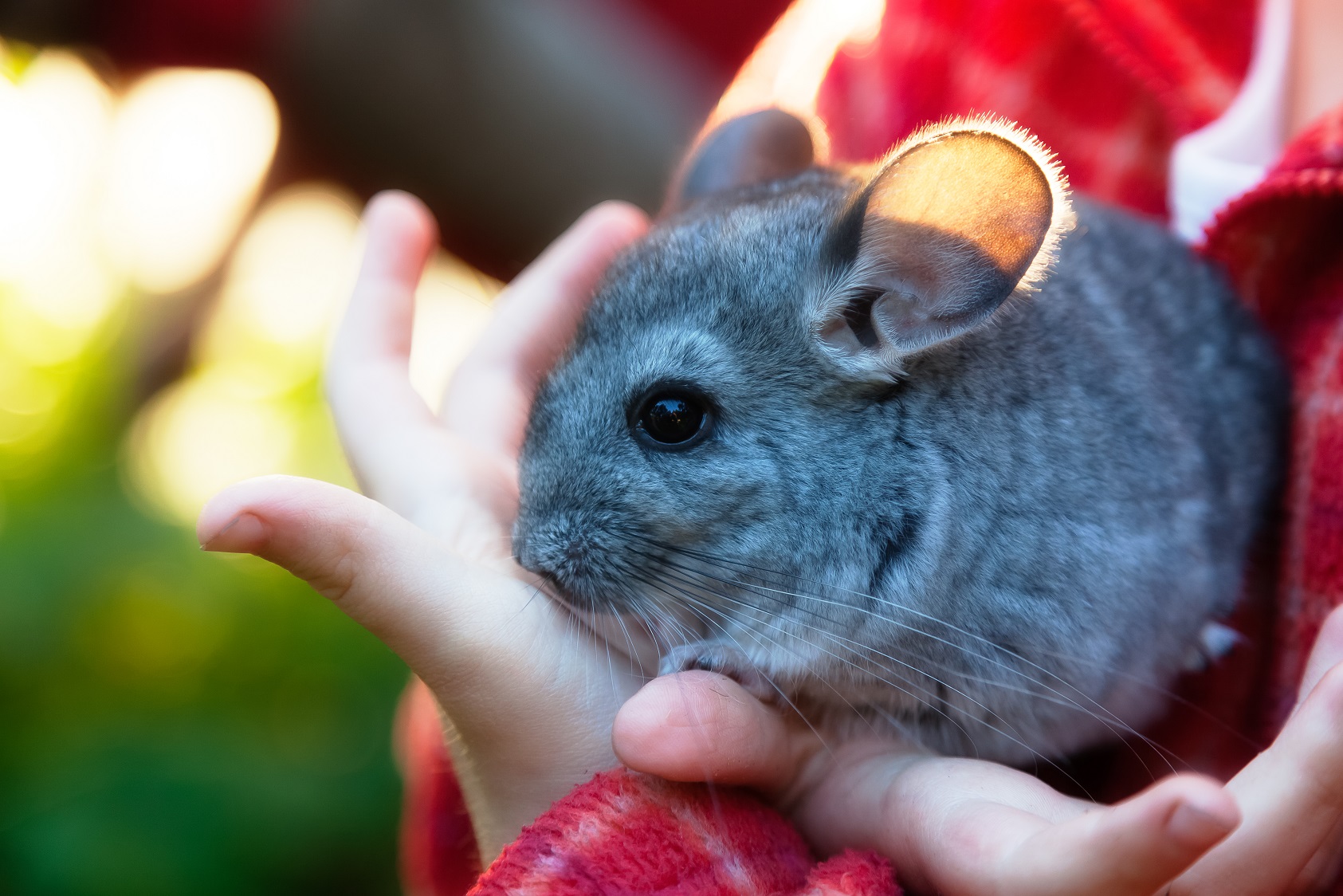 ¿Cuánto vive una chinchilla? Tiendanimal