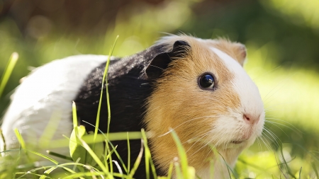 ¿Cuáles son las enfermedades de las cobayas?