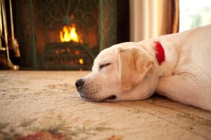 Consejos para proteger a tu perro del frío