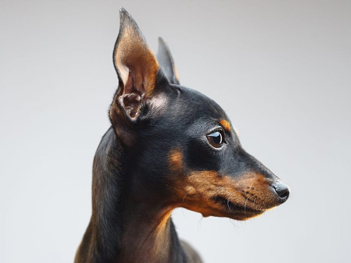 Mini Pincher Tiendanimal