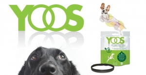cuidados-perros-senior