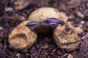 Cómo mantener la humedad en un terrario 2