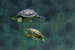 Guía de cuidados de una tortuga de agua