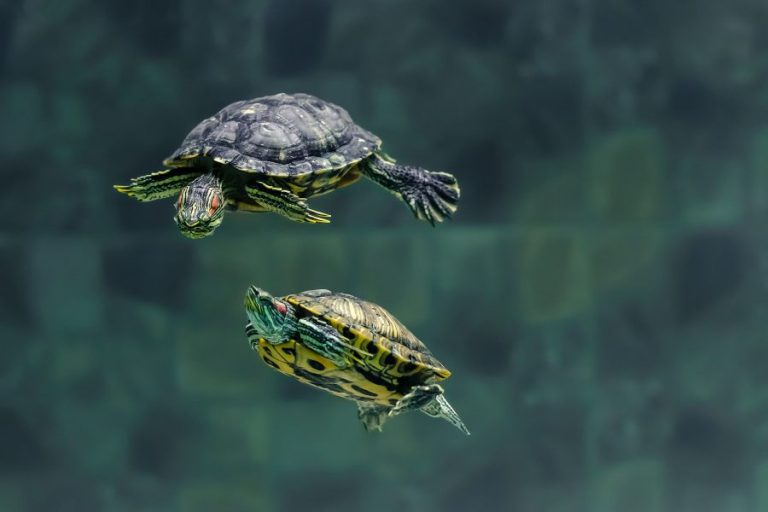 Guía de cuidados de una tortuga de agua