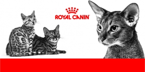 Medicamento cortar diarrea gato