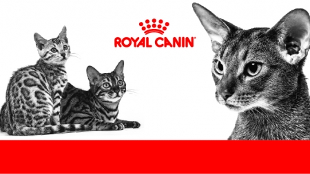 ¿Cómo saber si un gato está enfermo?