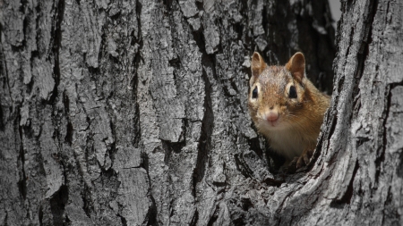 ¿Qué comen las ardillas?