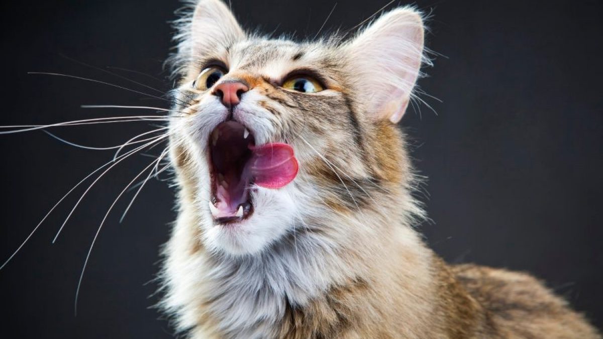 Bigotes de gato: lo que debes - Tiendanimal