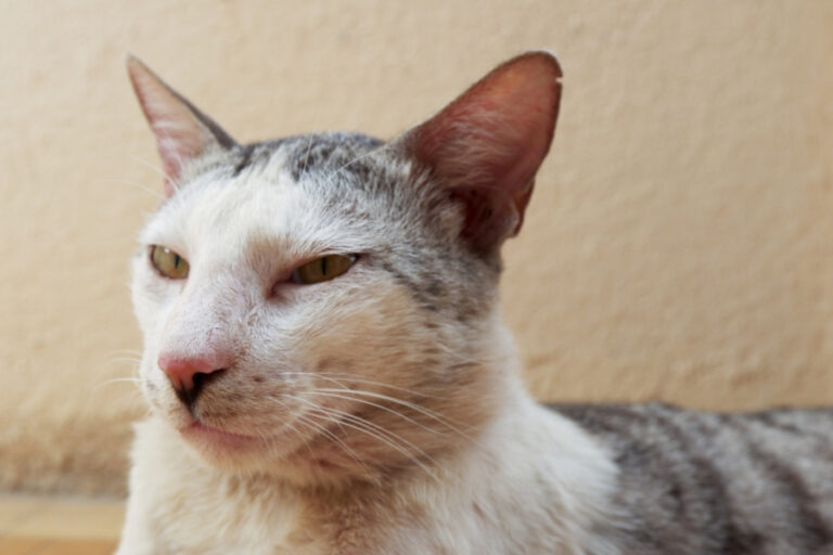 para qué sirven los bigotes del gato, cómo se llaman, cuántos tiene y más información