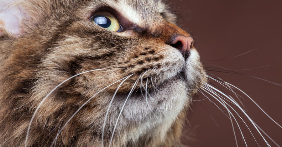 Cuántos bigotes tiene un gato y más información