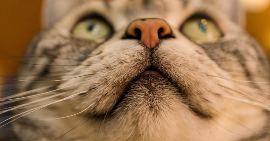 Guía informativa sobre los bigotes de los gatos