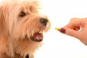 vitaminas-para-perros