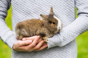 El conejo como mascota para niños