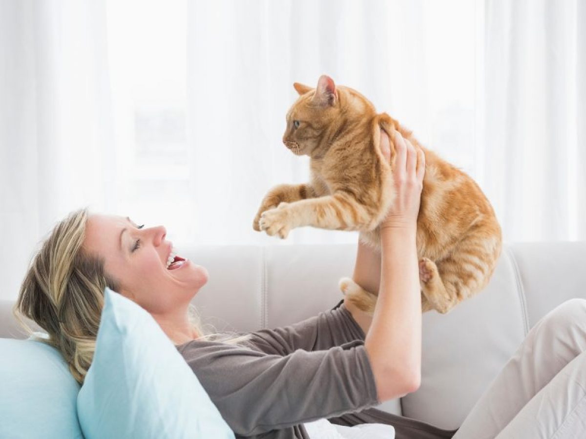 Ventajas y beneficios de tener un gato en casa. Cuidados y necesidades.
