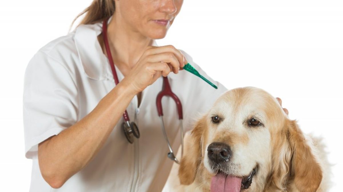 Cada cuánto tiempo se debe desparasitar a un perro - Tiendanimal