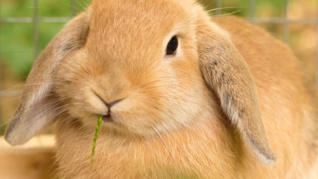 Qué vitaminas necesita mi conejo