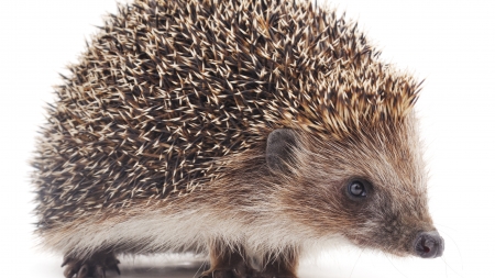 El erizo como mascota para niños