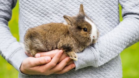 El conejo como mascota para niños