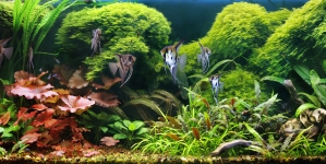 ¿Cuál es el acuario más grande del mundo?