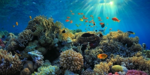 Los peces más raros del mundo