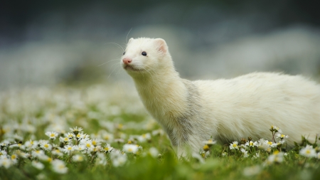 Hurones: las mejores mascotas