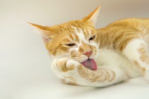 Por qué mi gato me lame