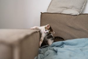 Trucos para que tu gato no arañe el sofá y otros muebles