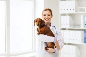 Golosinas para perros recomendadas por el veterinario