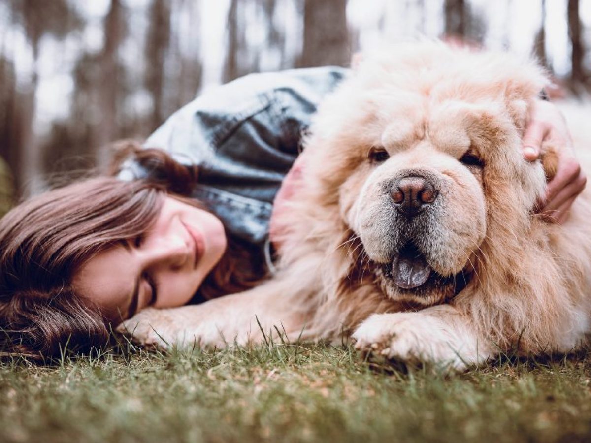 El Chow Chow caracteristicas problemas de salud y comportamiento
