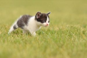 Garrapatas en gatos: síntomas, cómo quitarlas y cómo prevenirlas