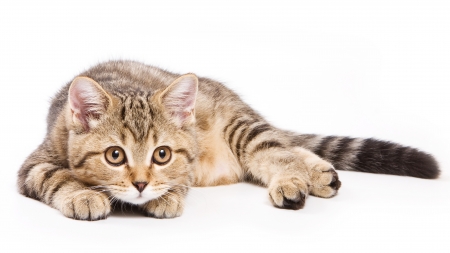 PIF: Peritonitis infecciosa felina