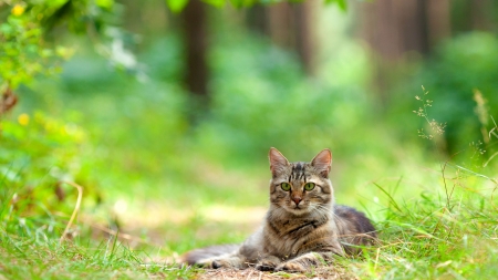 La garrapatas en gatos