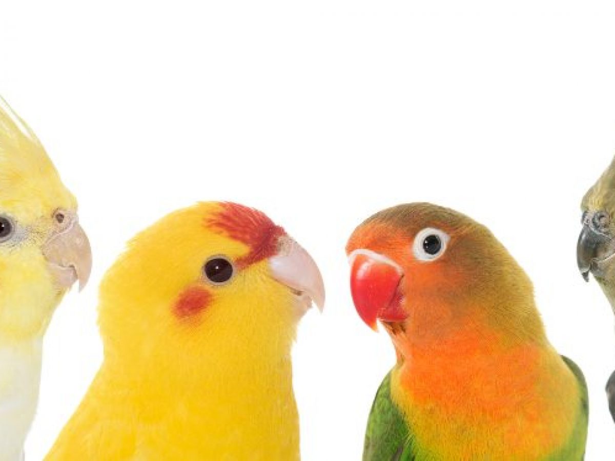 aves como mascotas para niños