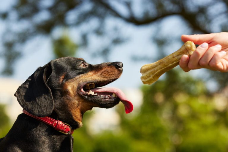 Los mejore premios, chuches y golosinas para perros