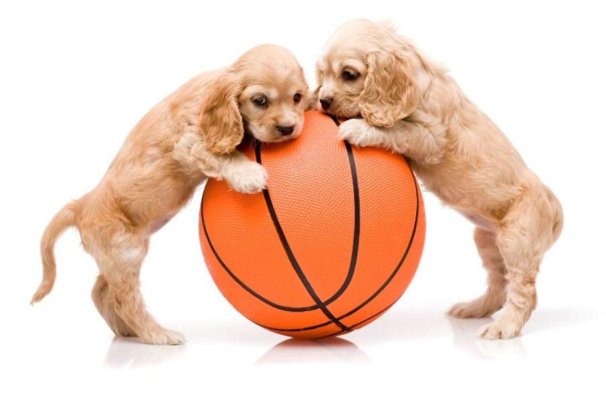Los mejores juguetes para perros Tiendanimal
