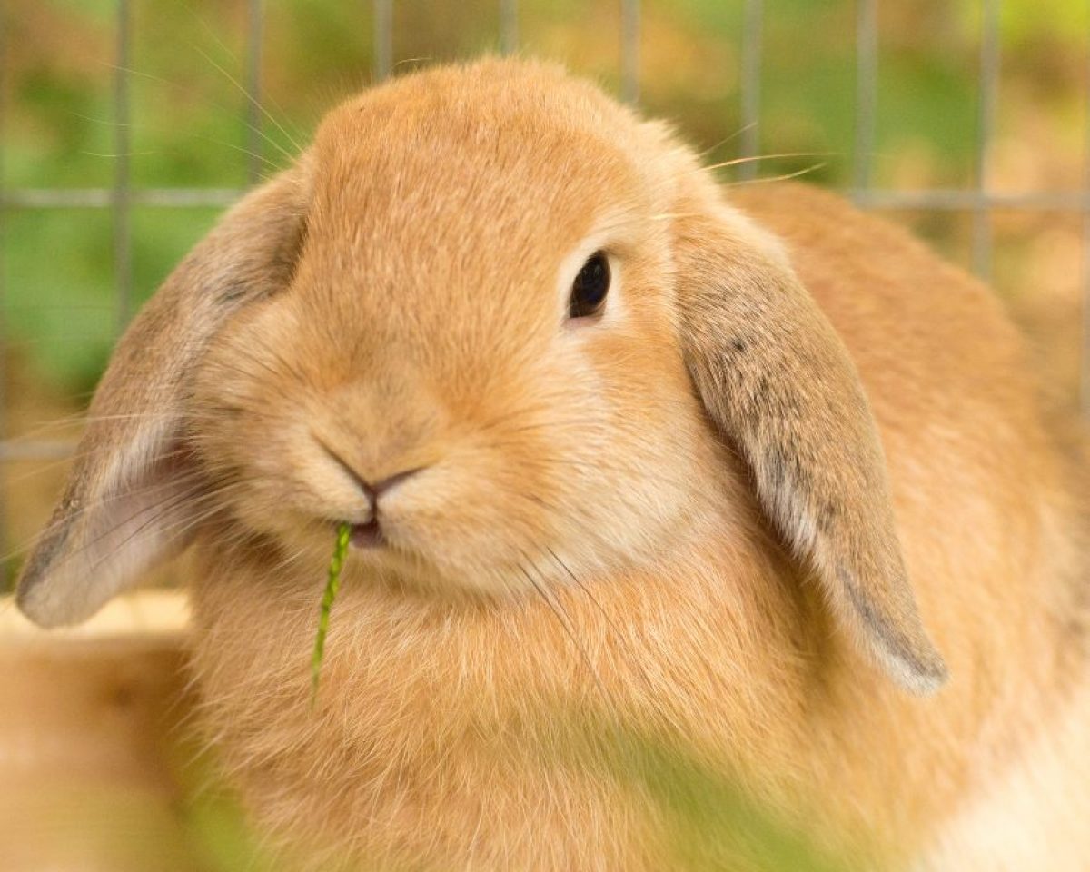 Qué vitaminas necesita mi conejo. Suplementos necesarios Qué vitaminas necesita mi conejo. Suplementos necesarios
