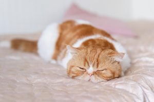 ¿Cuánto duerme un gato?