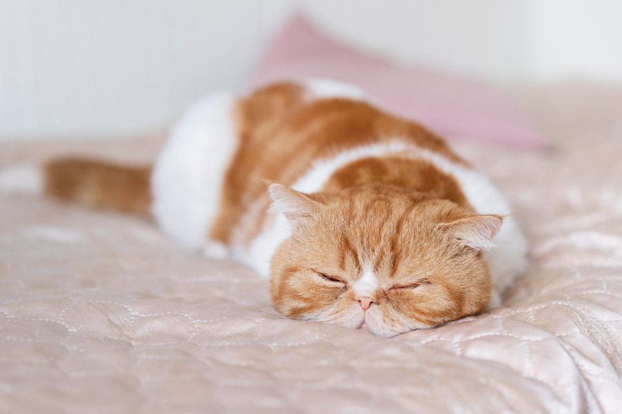 ¿Cuánto duerme un gato?