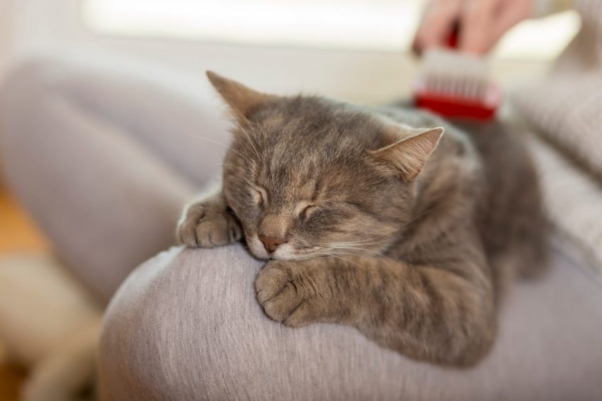 Cuánto duerme un gato? - Tiendanimal Cuánto duerme un gato? - Tiendanimal