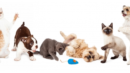 Los mejores inventos para mascotas de la última década