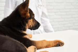 Qué es la enfermedad de Lyme o borreliosis canina