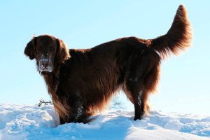 Como-pasar-tiempo-en-la-nieve-con-tu-perro