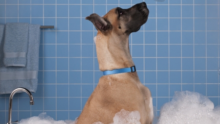 ¿A tu perro no le gusta la hora del baño? Cómo solucionarlo